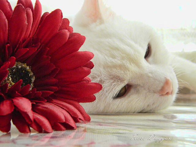 “中国女足增加海外比赛，提升国际影响力”，中国女足外教