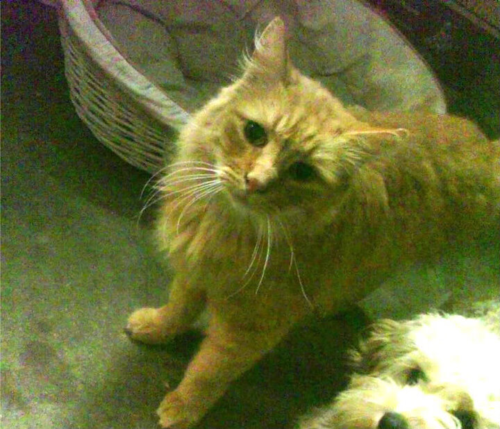 “极限漂移：高速弯道中的速度与美学”，弯道漂移超车