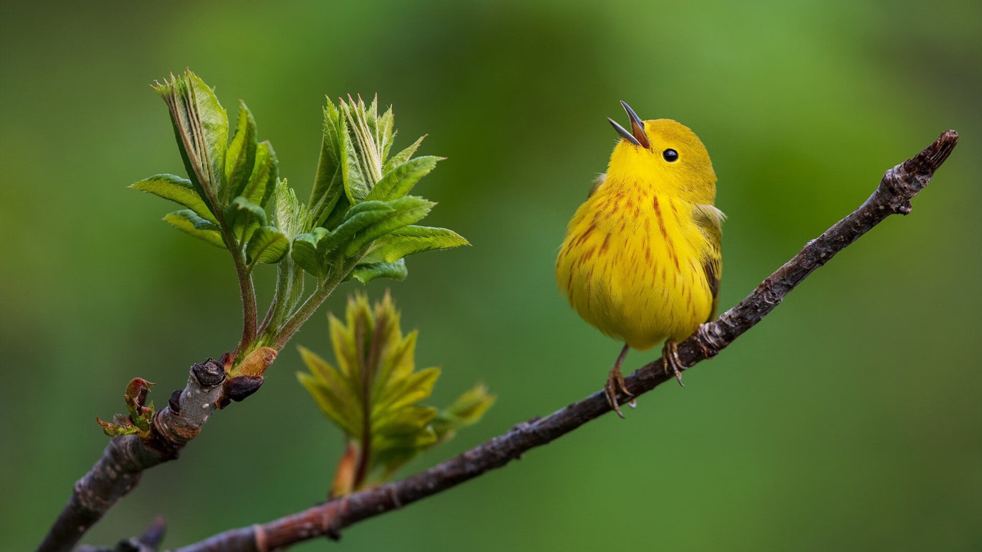 【名将话题】马克·塞尔比：我如何利用防守赢得比赛，马克塞尔比的球杆