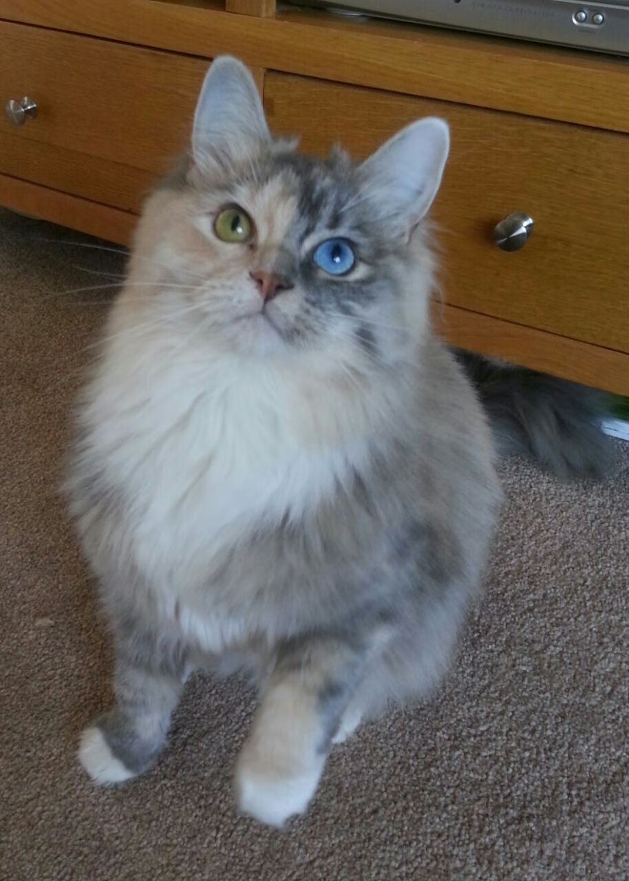 开云体育下载入口-中国象棋协会发布象棋赛事赞助管理办法，举办象棋大赛