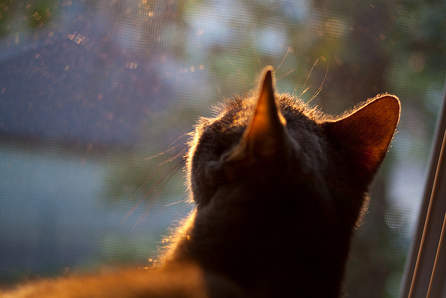 安娜·路易莎·斯利亚赫提卡斯在南美锦标赛中获得女子反曲弓金牌