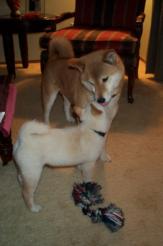 中超联赛战术打法多样化，2021中超联赛怎么打