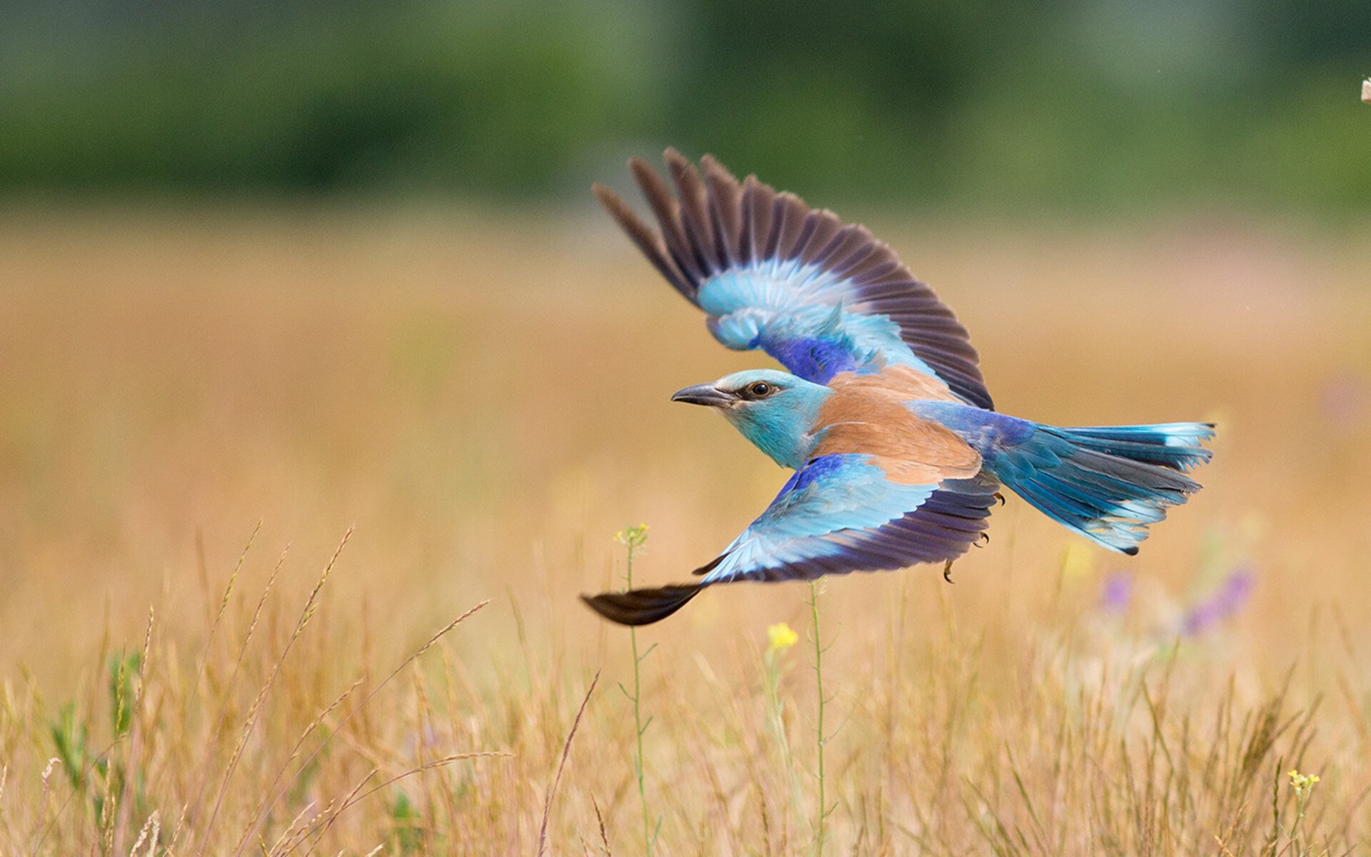 大名单出炉，新一届国家队备战正酣，新一届中国国家队