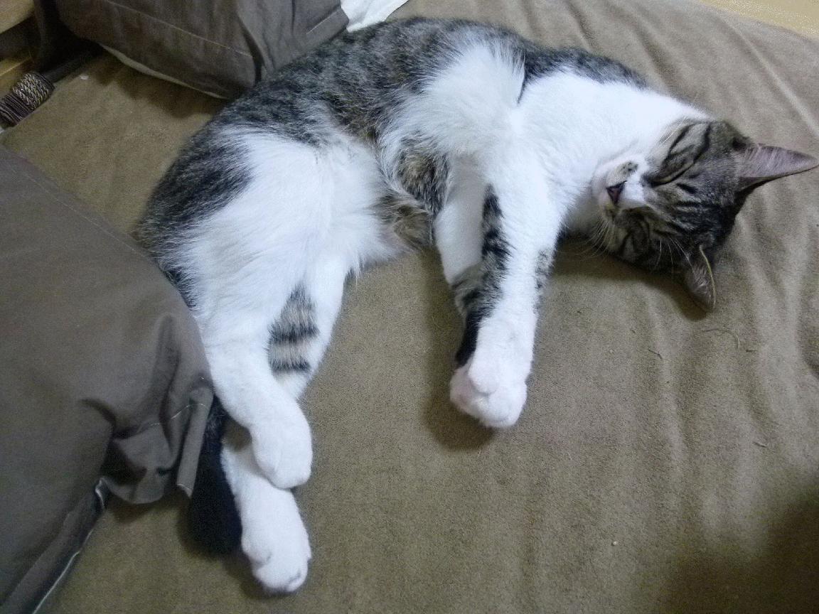 尼日利亚联赛外援表现抢眼，尼日利亚球队