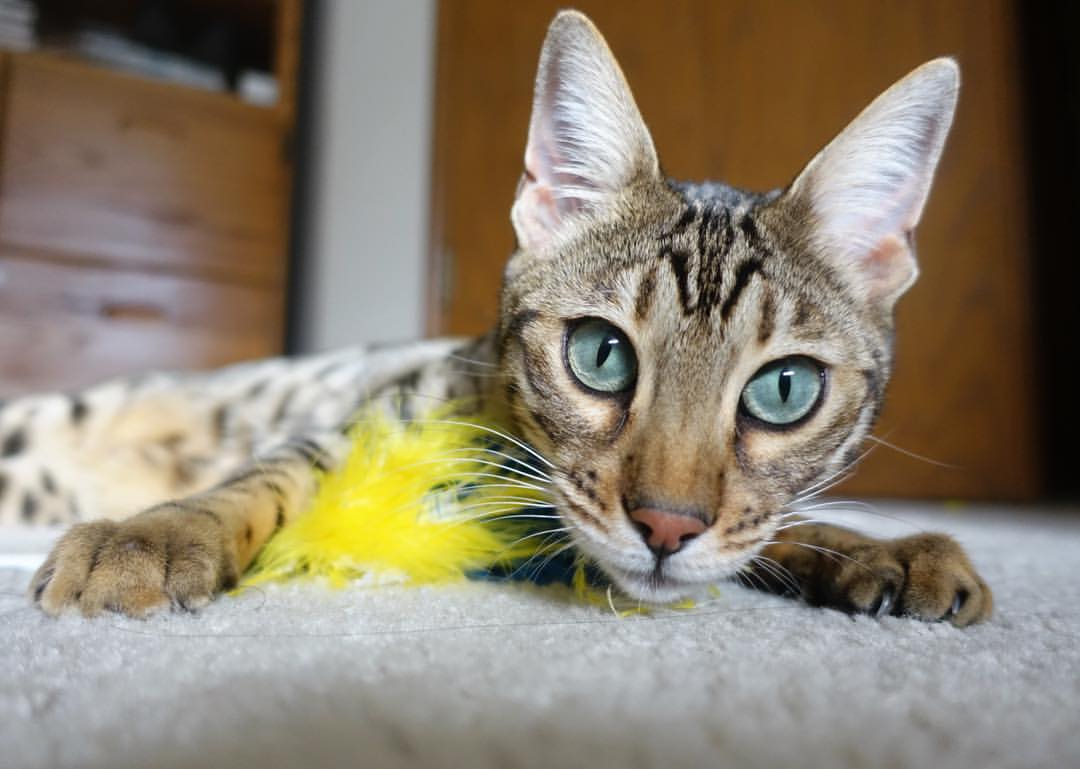 志在必得！欧洲足球冠军联赛淘汰赛各队实力对比，2020-2021赛季欧洲足球冠军联赛的冠军是_