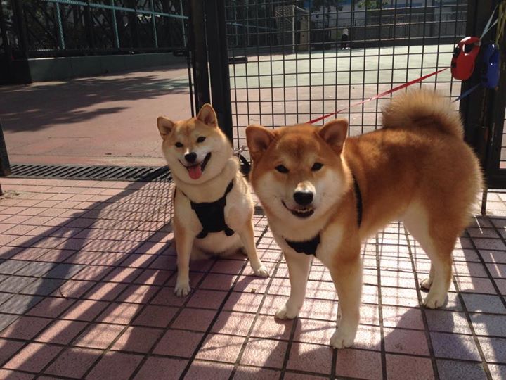 日本乒乓球选手早田希娜:力争突破中国队封锁,争夺金牌。,日乒女队队员早田希娜