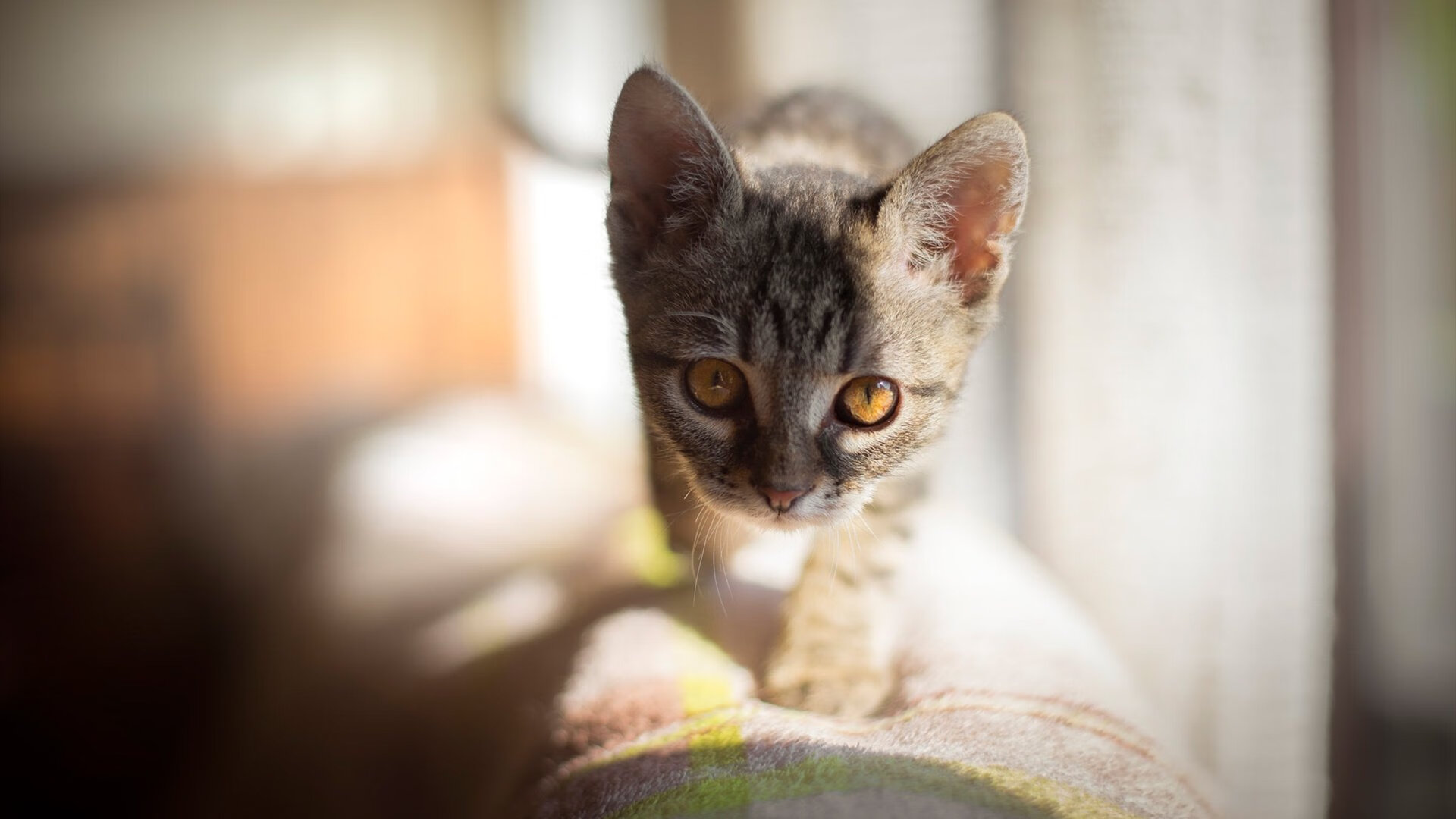 中小学体育教师继续教育体系建设，小学体育继续教育考试试题及答案