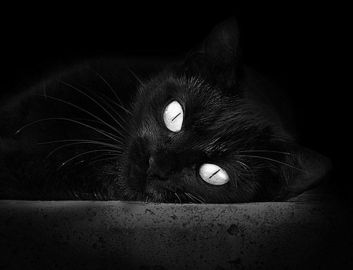 体育新闻中心承办体育影像创新传播作品展,体育新闻摄影教程